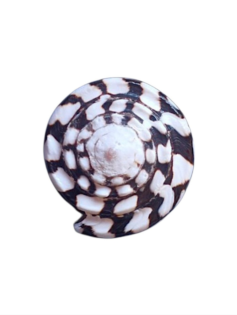 Free people Oso Pendent Necklace Natural Shell - Picture 10 of 11